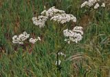 Valeriana officinalis. Верхушка побега с соцветиями. Воронежская обл., Лискинский р-н, музей-заповедник \"Дивногорье\", ковыльно-разнотравная степь. 01.06.2019.