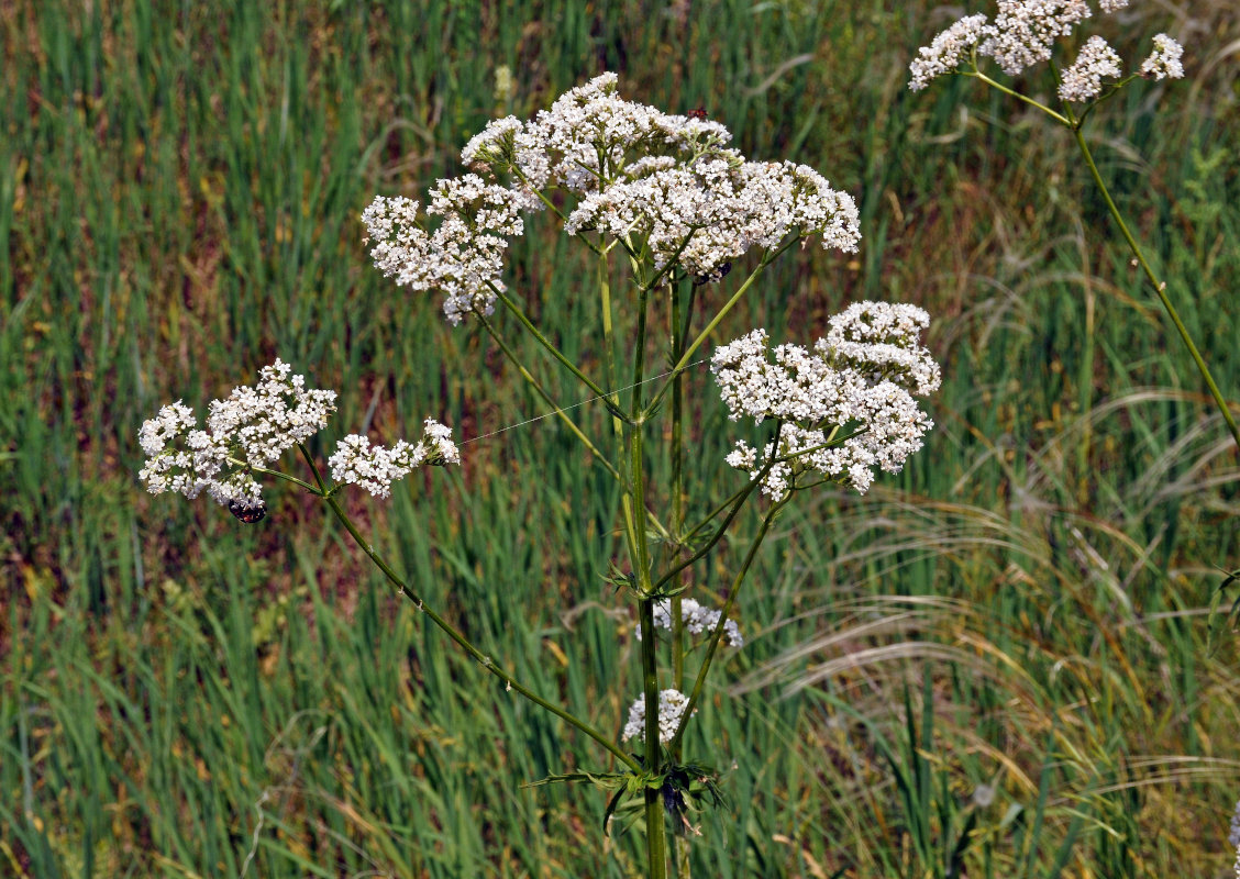 Изображение особи Valeriana officinalis.