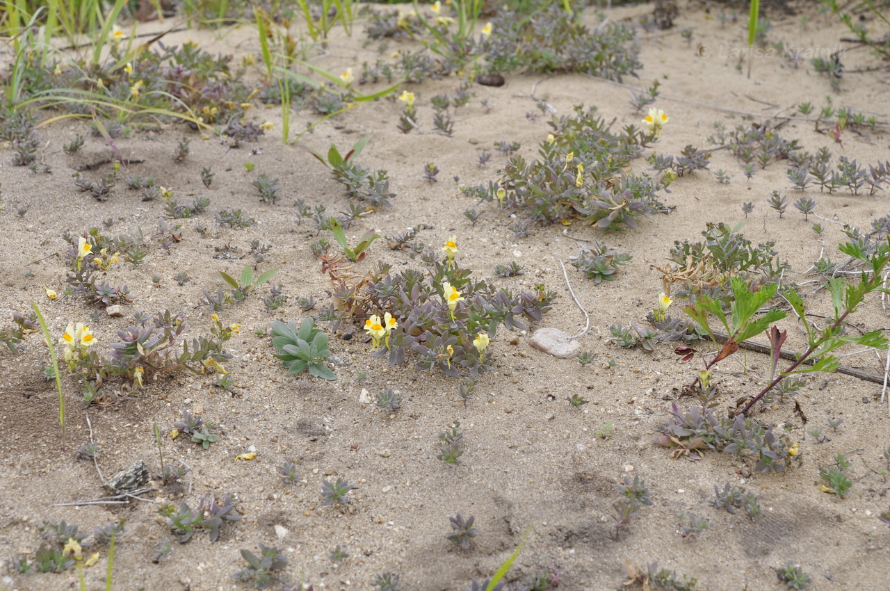 Image of Linaria japonica specimen.