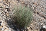 genus Artemisia. Цветущее растение. Таджикистан, Согдийская обл., Исфаринский р-н, г. Шураб, глинисто-щебнистый адыр. 10 мая 2019 г.