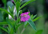 Epilobium hirsutum. Часть побега с цветком. Московская обл., окр. г. Железнодорожный, опушка смешанного леса, берег ручья. 05.07.2020.