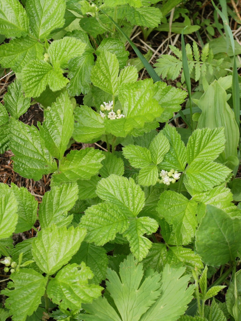 Изображение особи Rubus saxatilis.