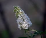 Buddleja davidii