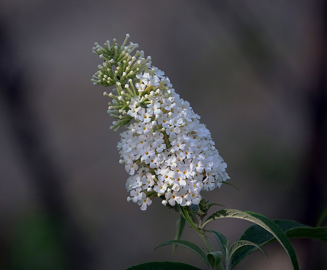 Image of Buddleja davidii specimen.