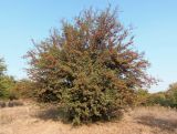 genus Crataegus. Плодоносящее дерево. Украина, г. Запорожье, балка Партизанская. 23.09.2020.