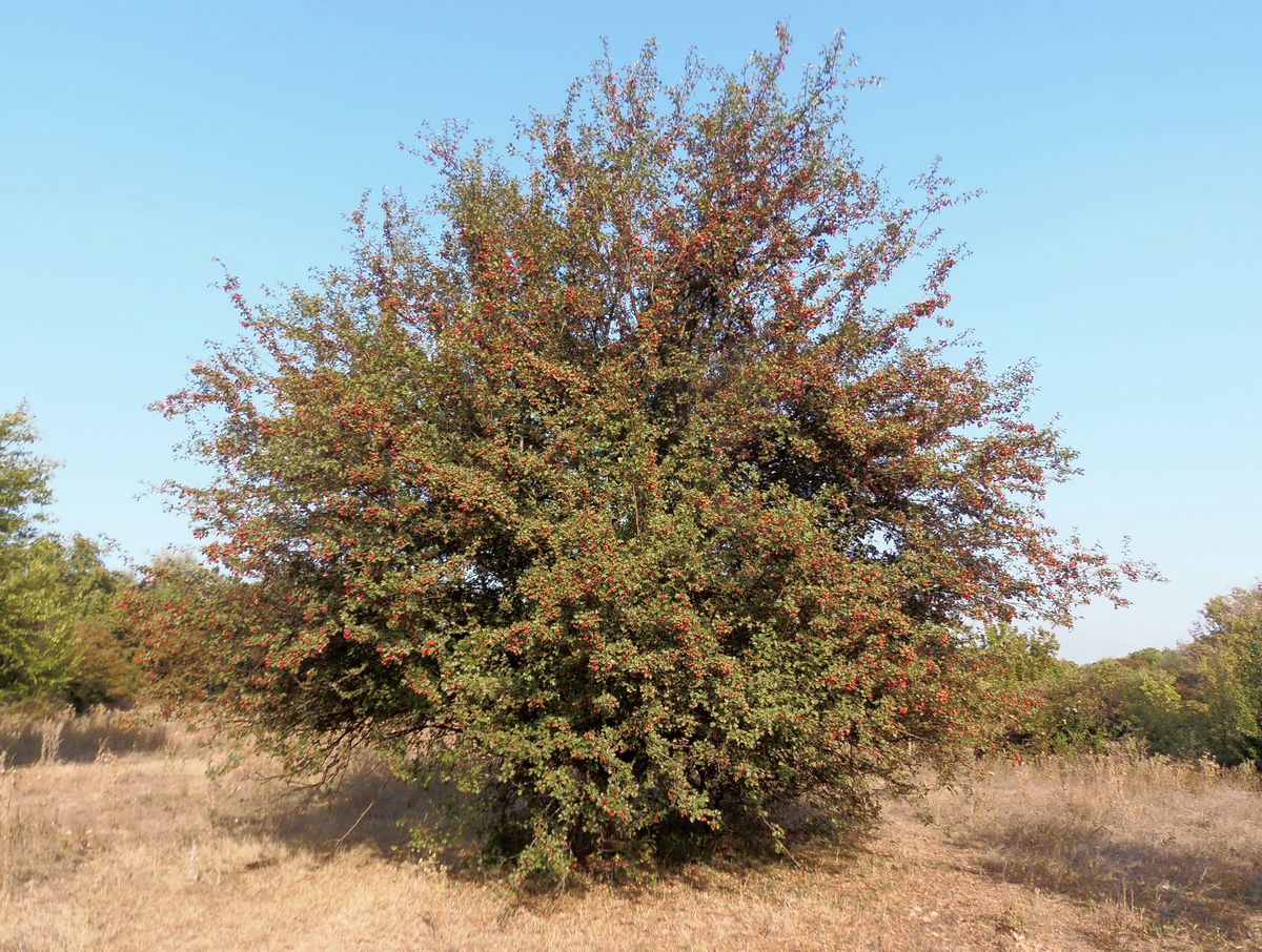 Image of genus Crataegus specimen.