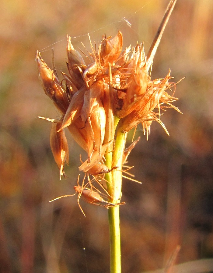 Изображение особи Rhynchospora alba.