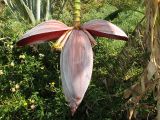 genus Musa