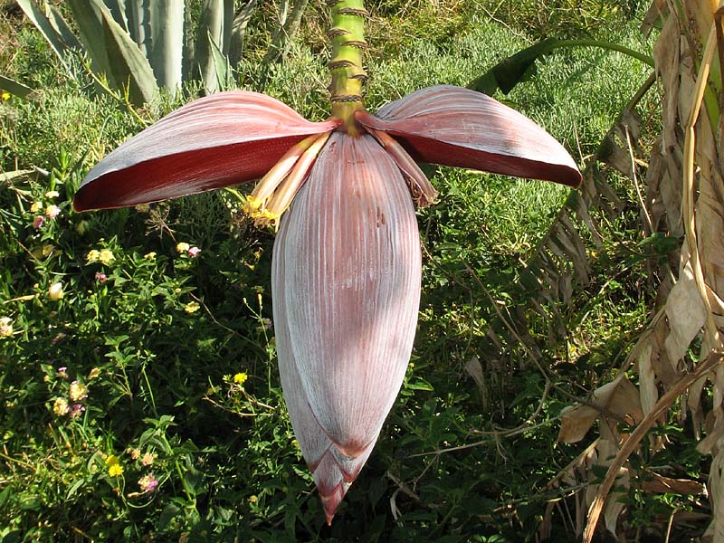 Image of genus Musa specimen.