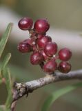 Pistacia lentiscus