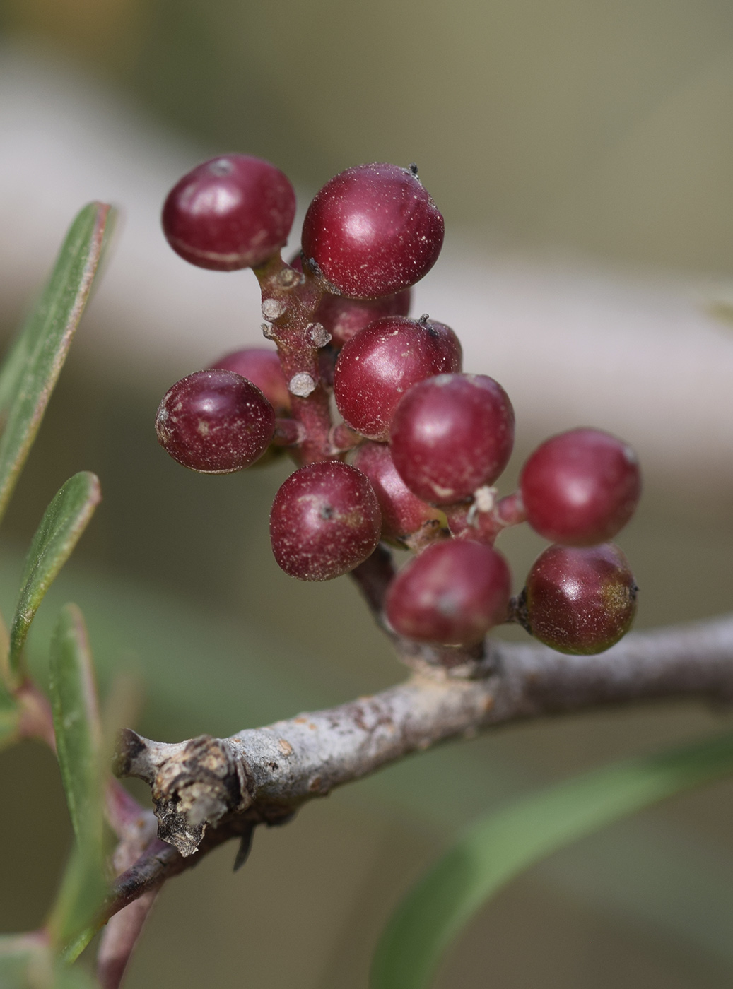 Изображение особи Pistacia lentiscus.