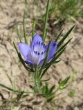 Nigella bucharica. Верхняя часть цветущего растения.Таджикистан, Хатлонская обл., Шамсиддин-Шохинский р-н, окр. с. Шуроабад; перевал через хребет Кичик-Тиряй, ≈ 1550 м н.у.м., эродированный участок в саванноидном сообществе. 03.06.2018.