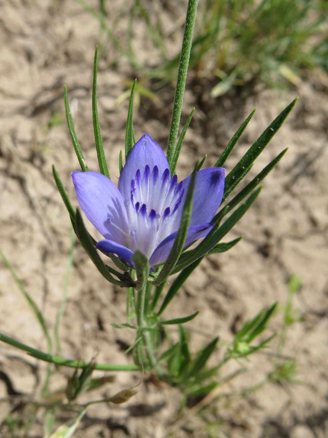 Изображение особи Nigella bucharica.