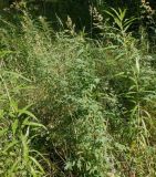 Thalictrum simplex