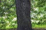 Image of taxon representative. Author is Игорь Павлов