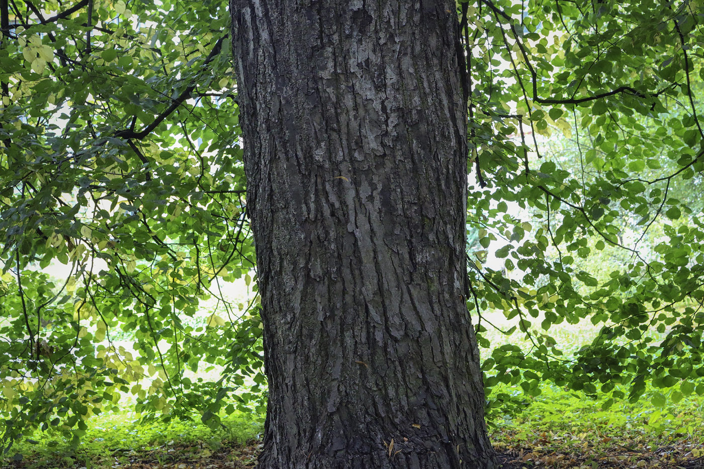 Image of Tilia euchlora specimen.