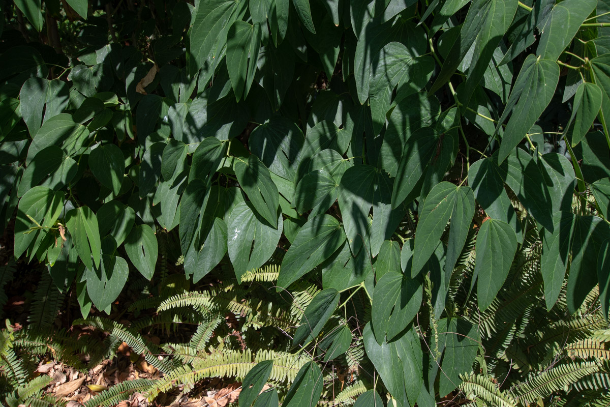 Изображение особи Bauhinia bowkeri.