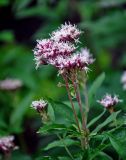 Eupatorium cannabinum. Верхушка побега с соцветием. Смоленская обл., Демидовский р-н, национальный парк \"Смоленское Поозерье\", побережье оз. Сапшо, опушка смешанного леса. 15.08.2020.