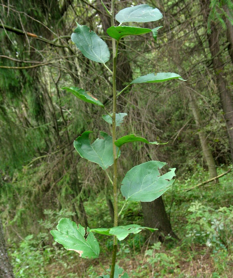 Изображение особи Malus sylvestris.