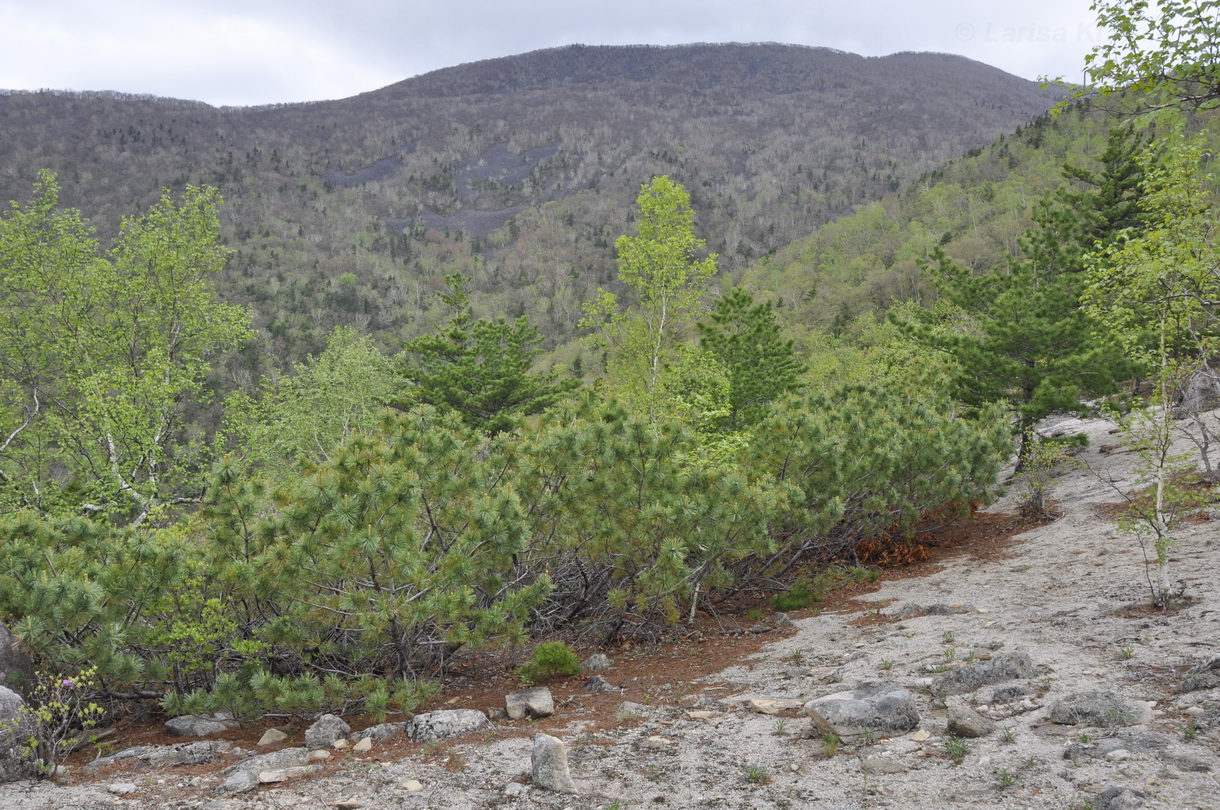 Image of Pinus pumila specimen.