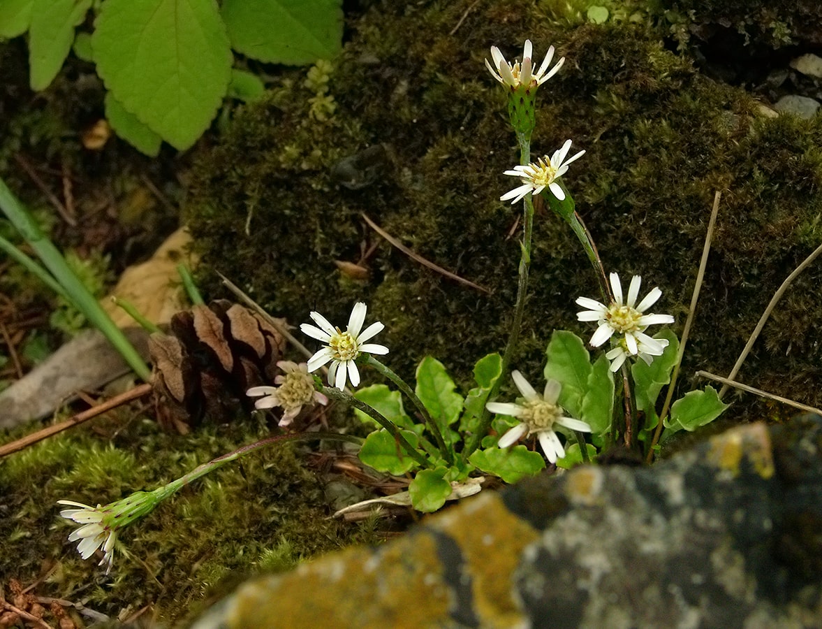 Image of Leibnitzia anandria specimen.