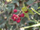 Rubus sanctus