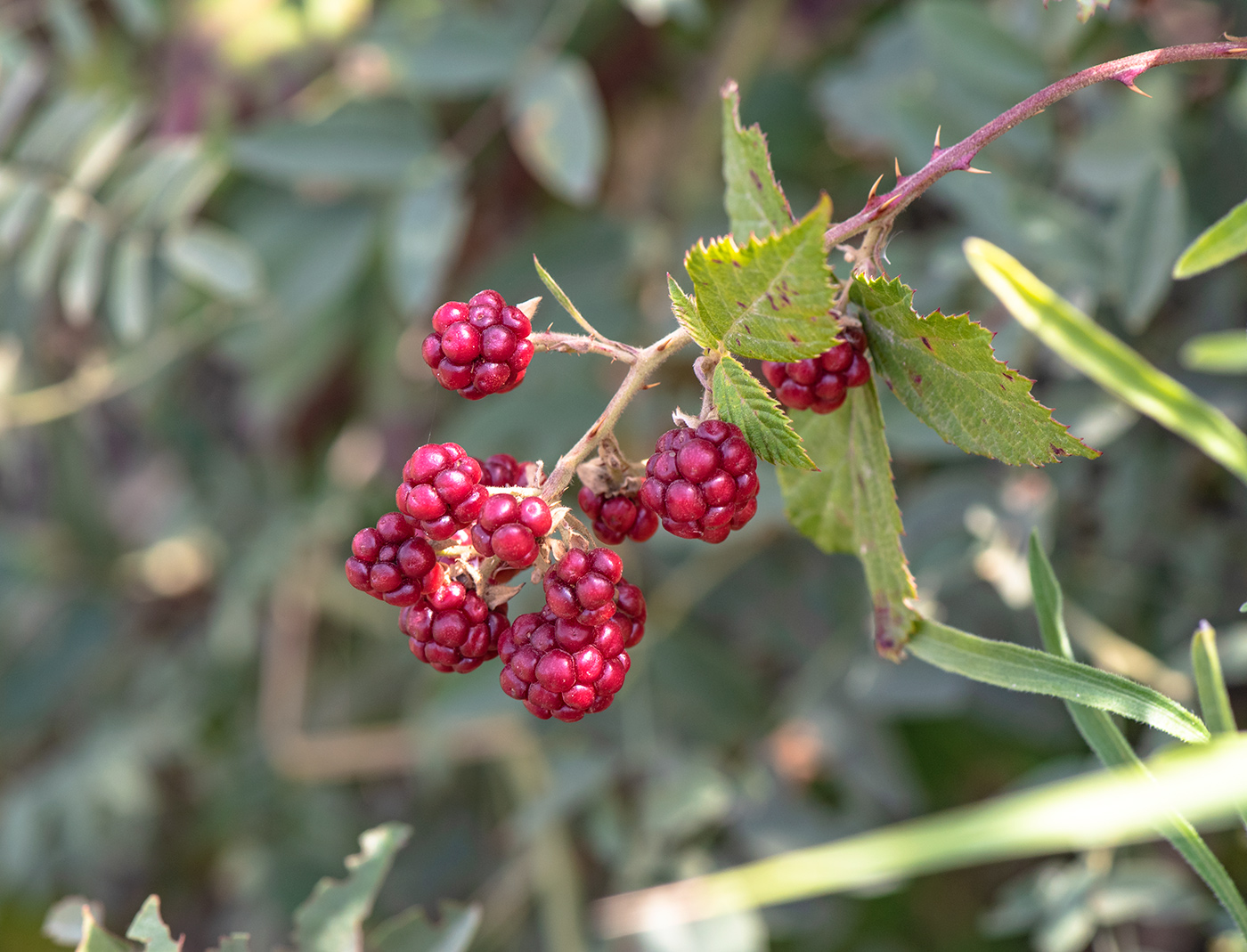 Изображение особи Rubus sanctus.