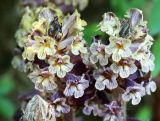 Orobanche laxissima