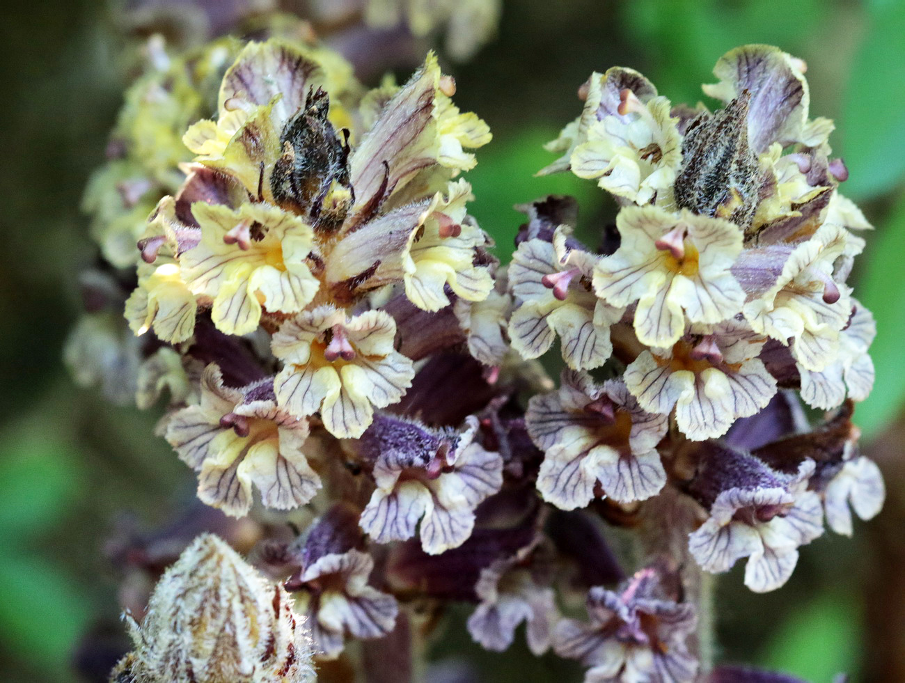 Изображение особи Orobanche laxissima.