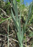 Linum jailicola. Часть побега. Краснодарский край, Абинский р-н, хр. Папай, каменистый склон. 14.05.2020.