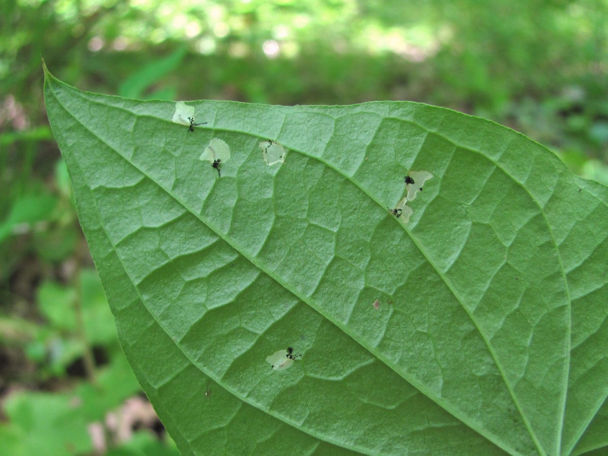 Image of Tamus communis specimen.