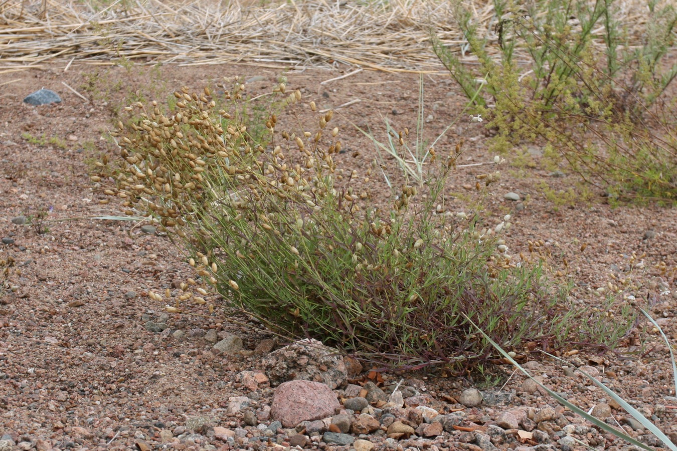 Image of Oberna littoralis specimen.