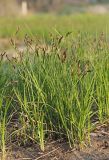 Carex praecox