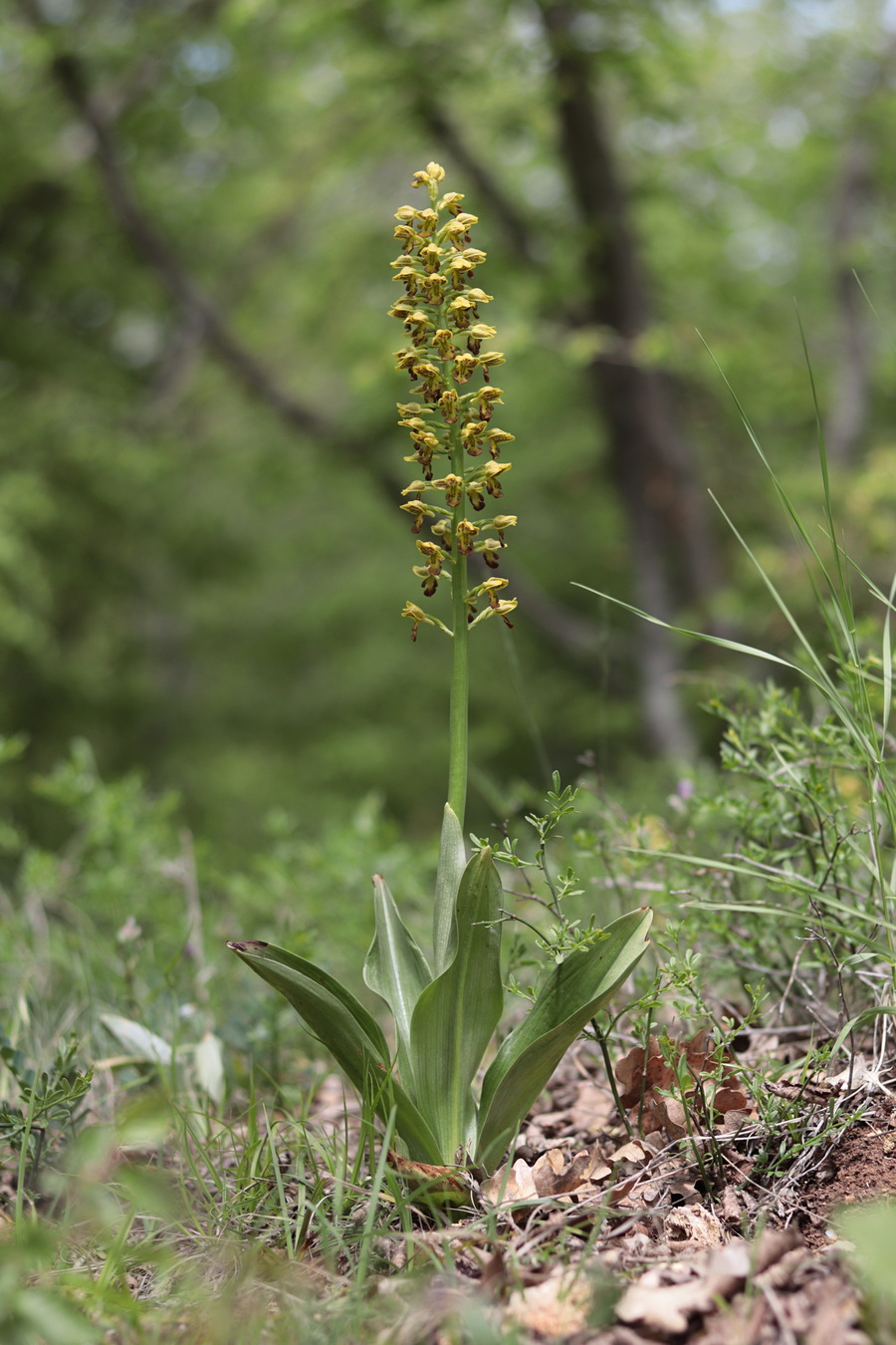 Image of Orchis punctulata specimen.