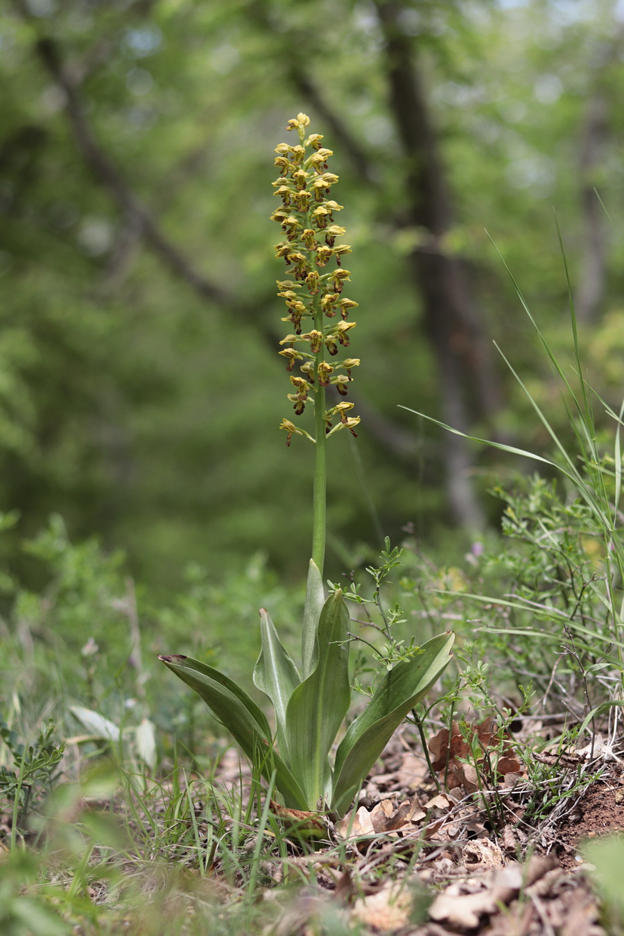 Изображение особи Orchis punctulata.