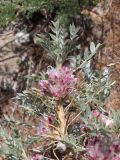 Astragalus lasiostylus