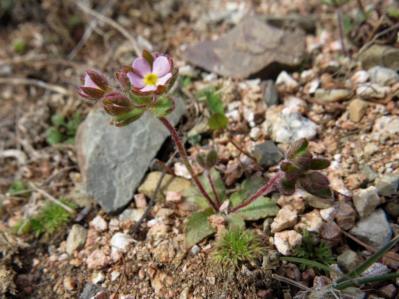 Image of Androsace maxima specimen.