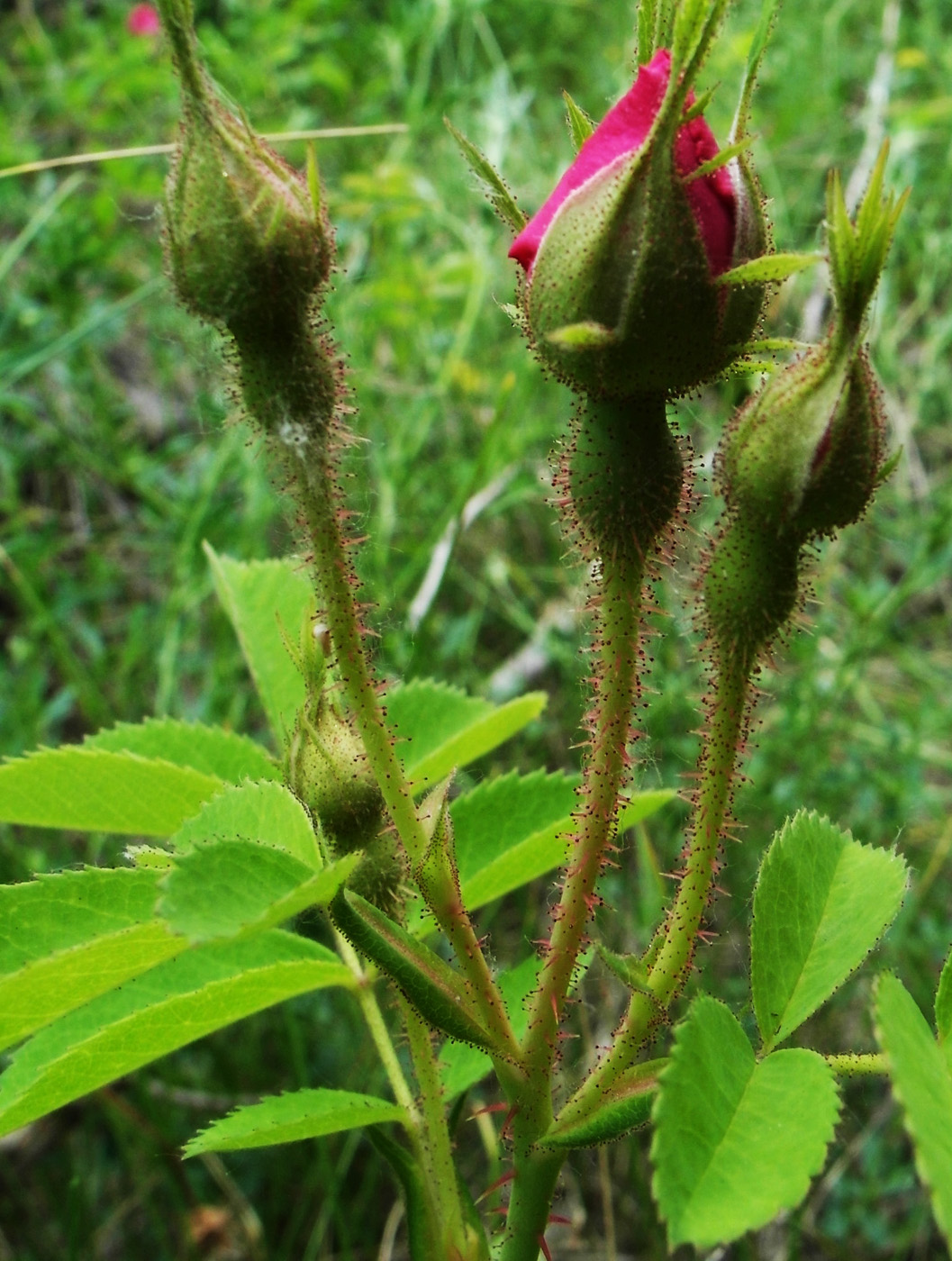 Image of Rosa damascena specimen.