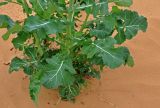 Brassica napus