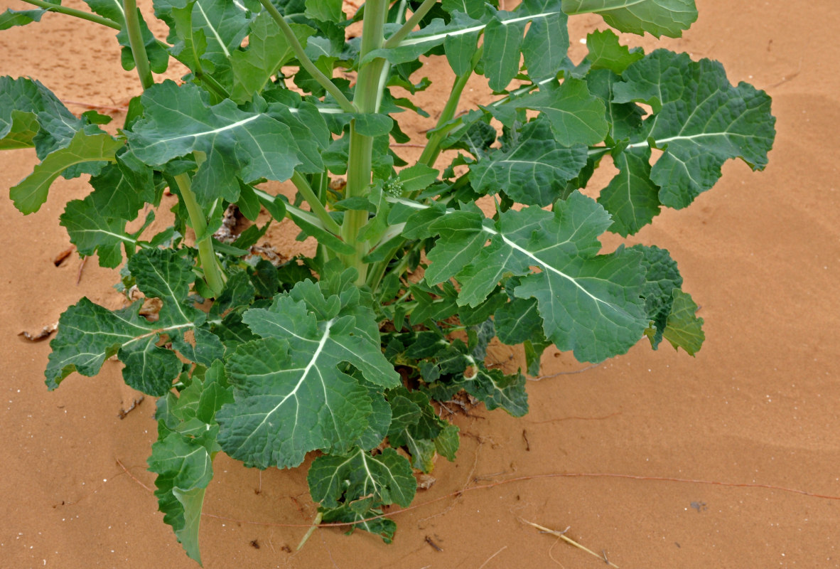 Изображение особи Brassica napus.