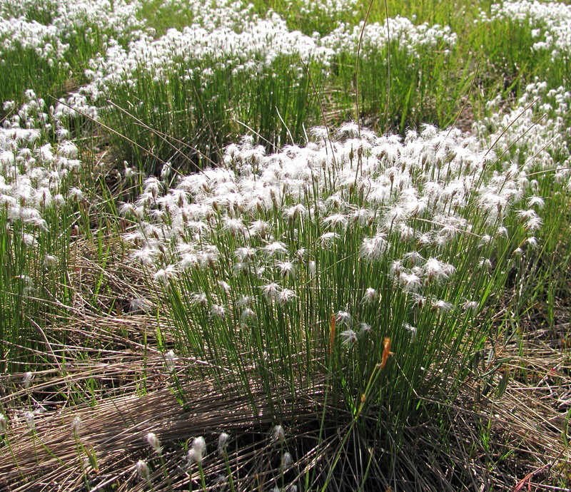 Image of Trichophorum alpinum specimen.