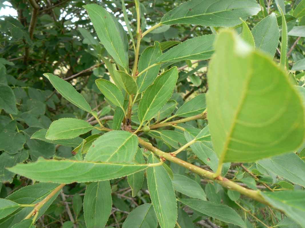 Image of genus Rhamnus specimen.