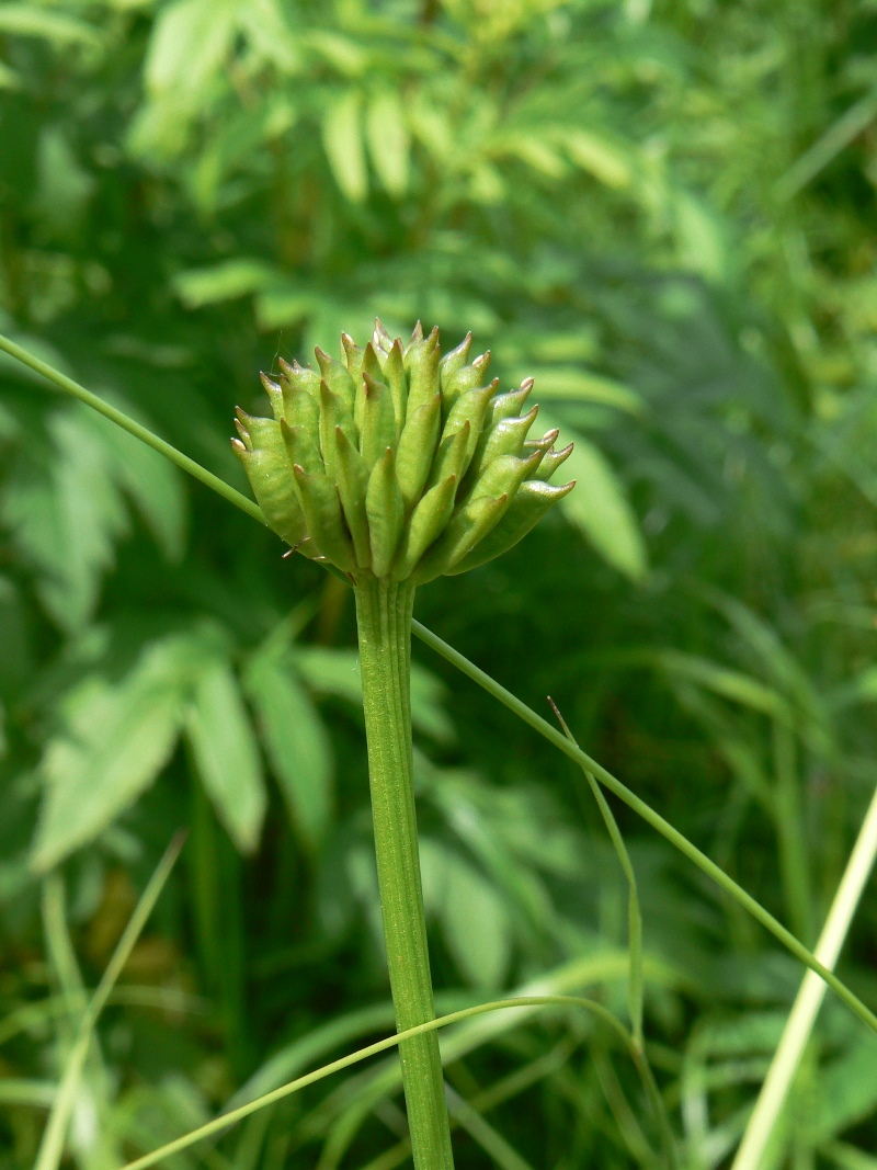 Изображение особи род Trollius.