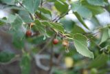 Celtis glabrata