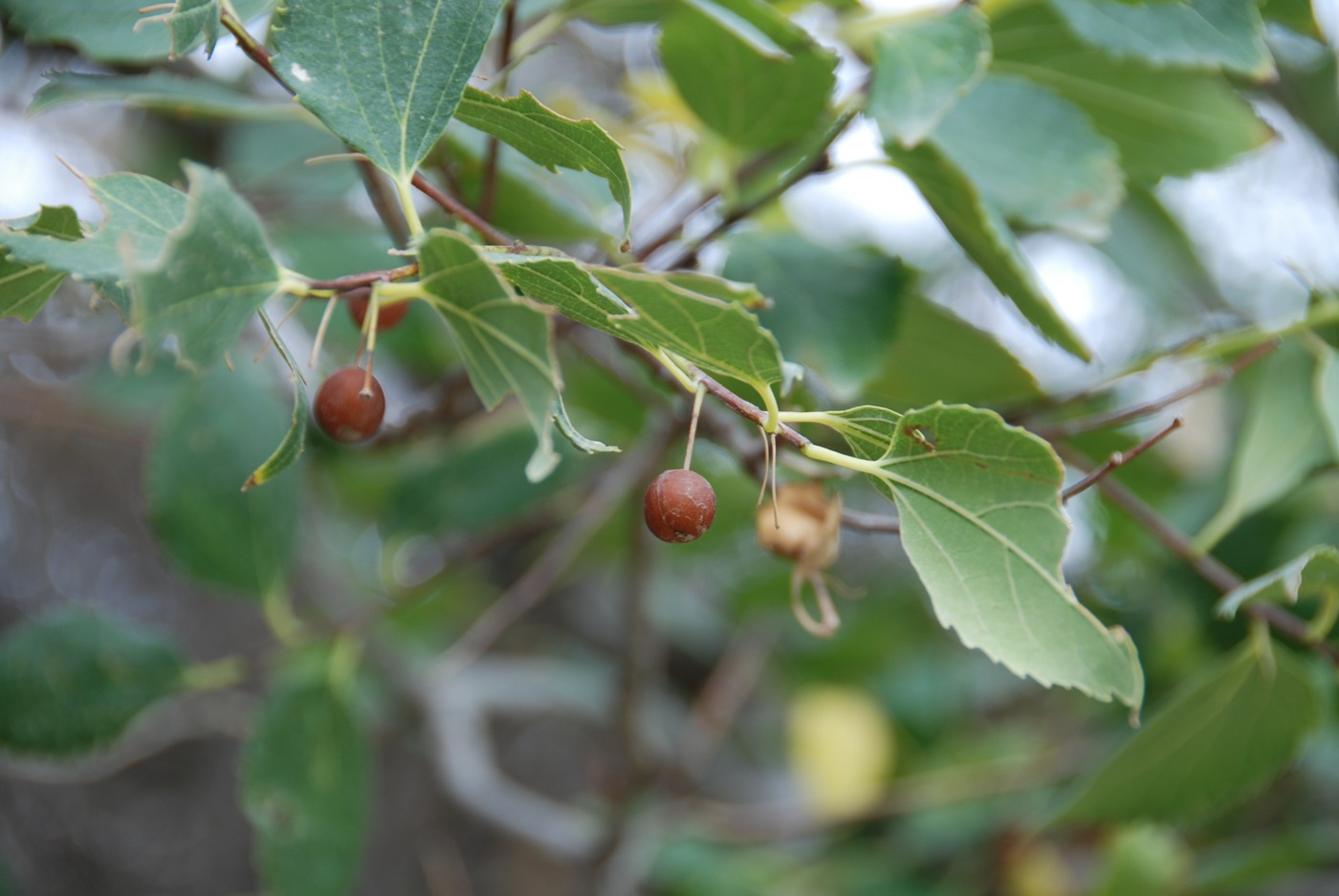 Image of Celtis glabrata specimen.