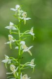 Platanthera chlorantha