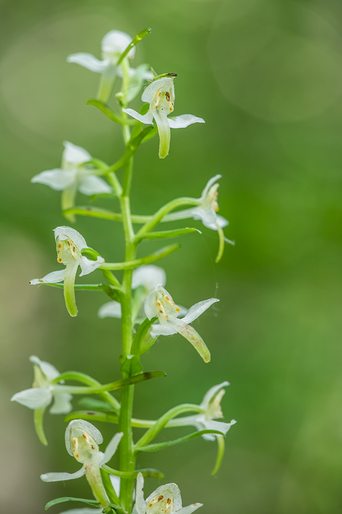 Image of Platanthera chlorantha specimen.