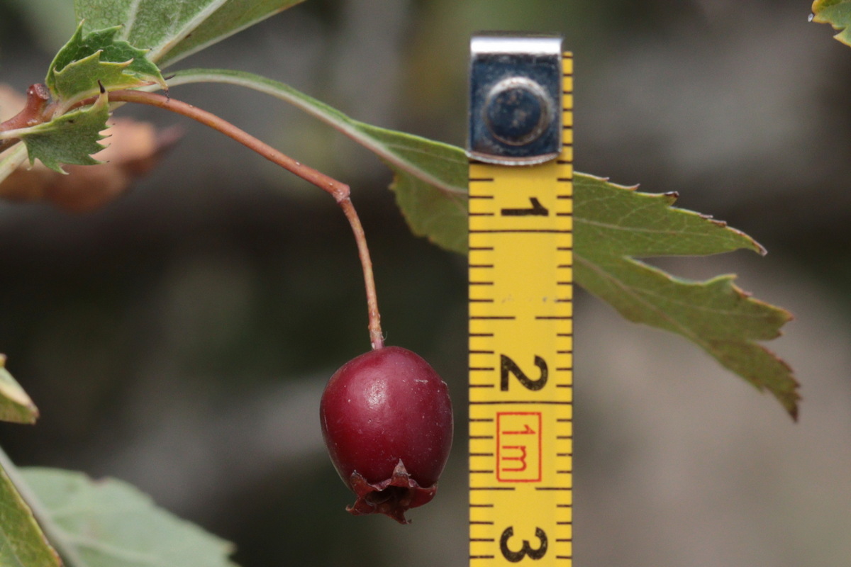 Изображение особи Crataegus karadaghensis.