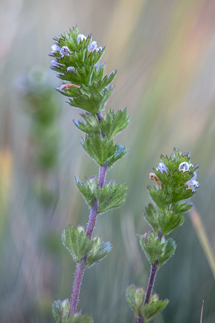 Изображение особи род Euphrasia.