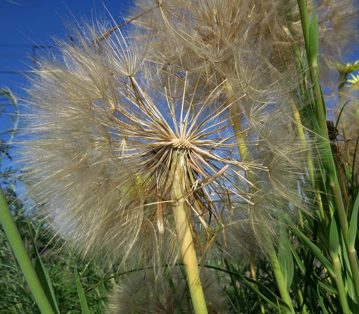 Image of Tragopogon dubius specimen.